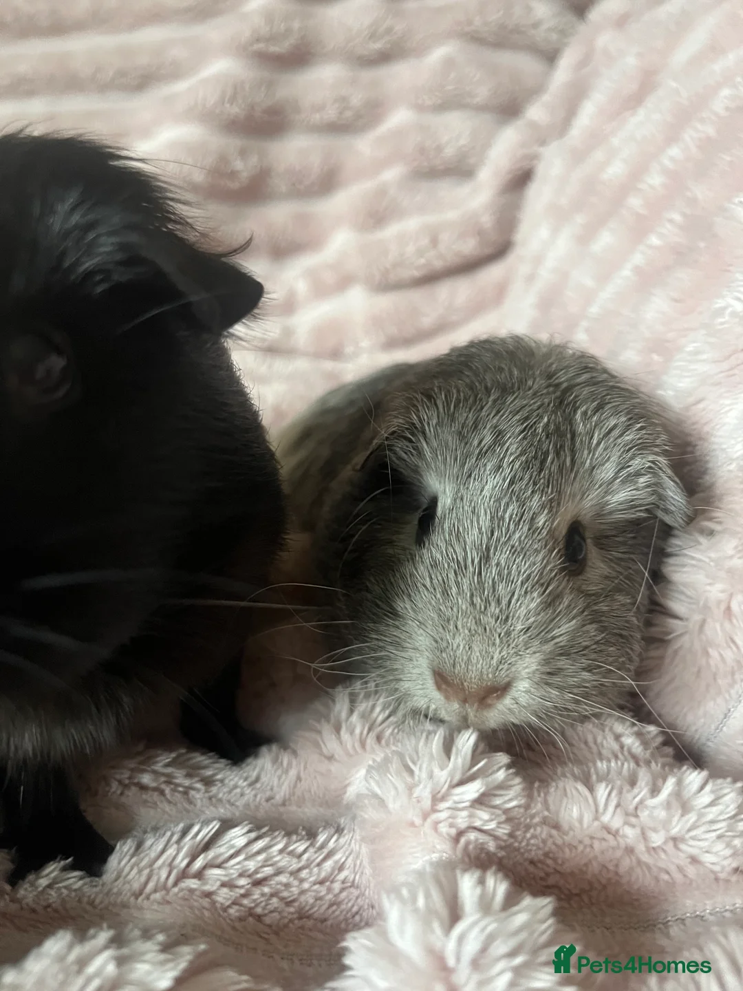 Guinea Pig rodents for sale: Mother and daughter guinea pigs in Southampton - Advert 9