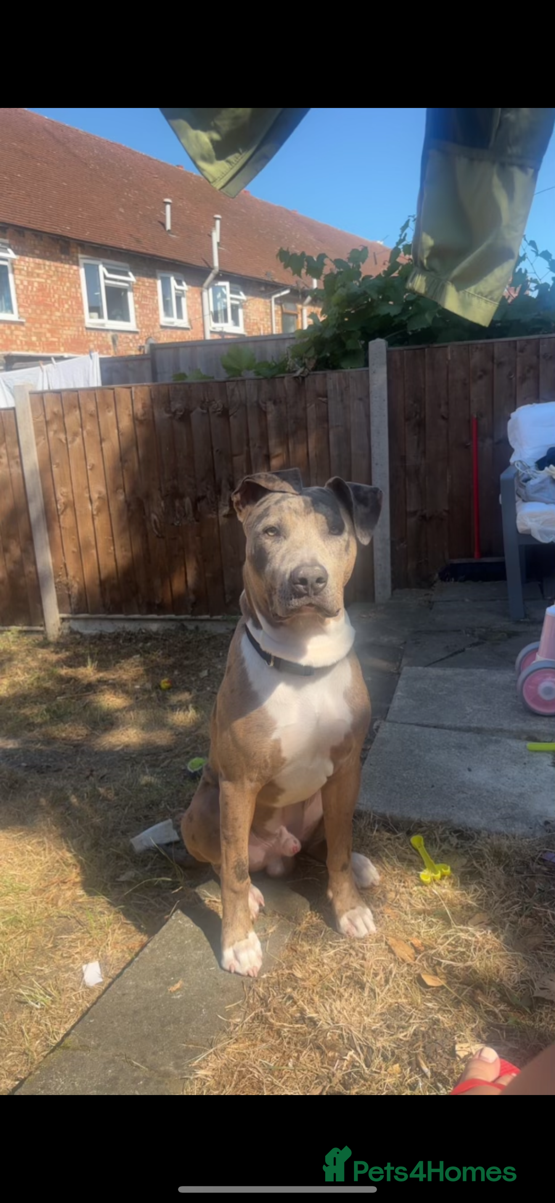 Mixed Breed dogs for sale: Pyro  - Image 2