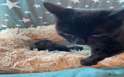 British Shorthair cats for sale: ⭐️🐈‍⬛READY NOW!! British SH Black Kittens⭐️🐈‍⬛ - Image 3