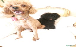 Pomapoo dogs for sale: Stunning little male F1 pomapoo puppy. - Image 4