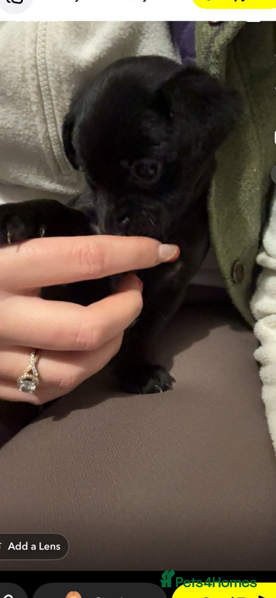 Jackapoo dogs for sale: Jackapoo puppies ready to leave - Advert 8