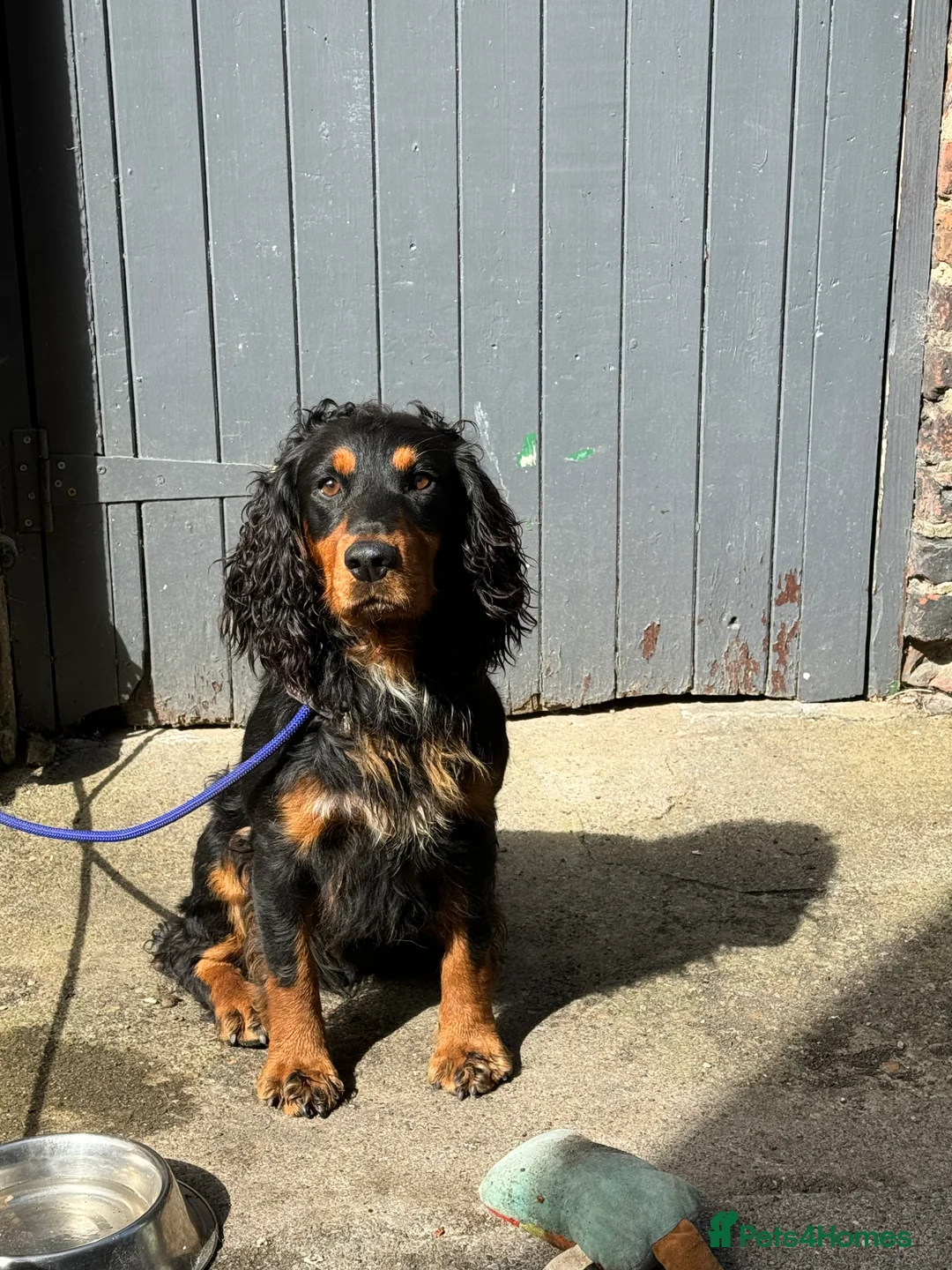 Cocker Spaniel dogs for stud: KC REG HEALTH TESTED WORKING COCKER FOR STUD in Darlington - Advert 2