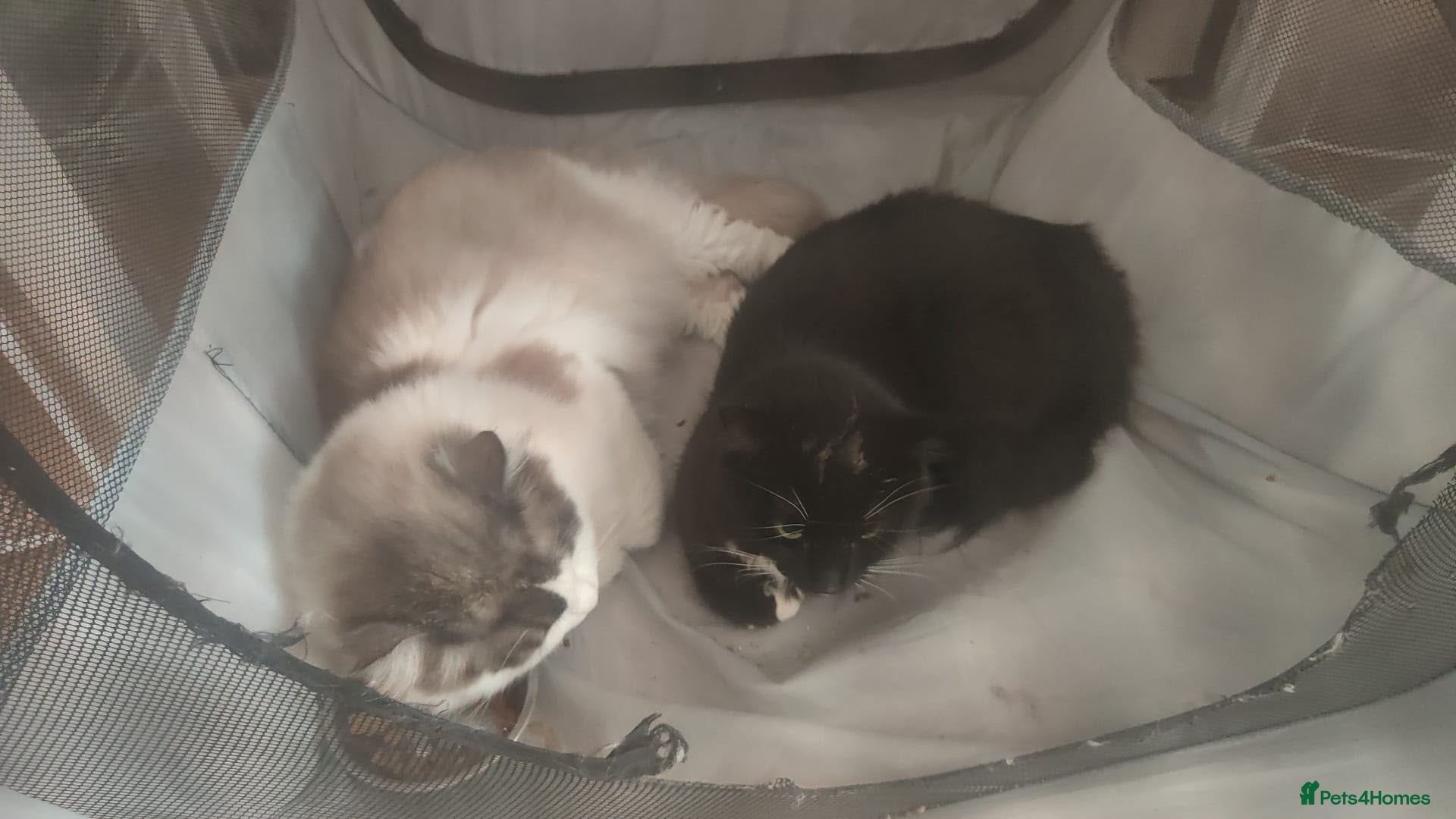 Mixed Breed cats Ragdoll and longhair  mix breed kittens  - Advert 1