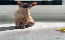 Sphynx cats for sale: Gorgeous 5 years old boy Tica registered - Image 3