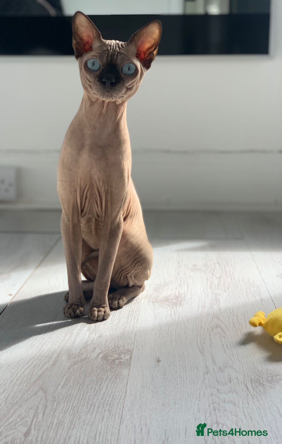 Sphynx cats for sale: Gorgeous 5 years old boy Tica registered - Image 3
