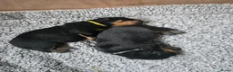 Rottweiler dogs for sale: 3 adorable rottweiler girls  - Advert 3
