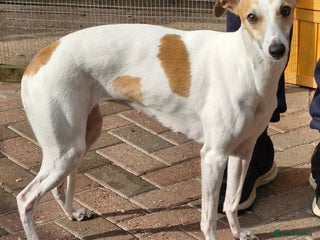 Whippet dogs Whippet puppies for sale - Advert 2