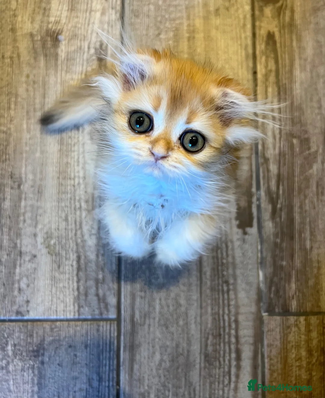 Scottish Fold cats for sale: Stunning Scottish (TICA reg) - Advert 1