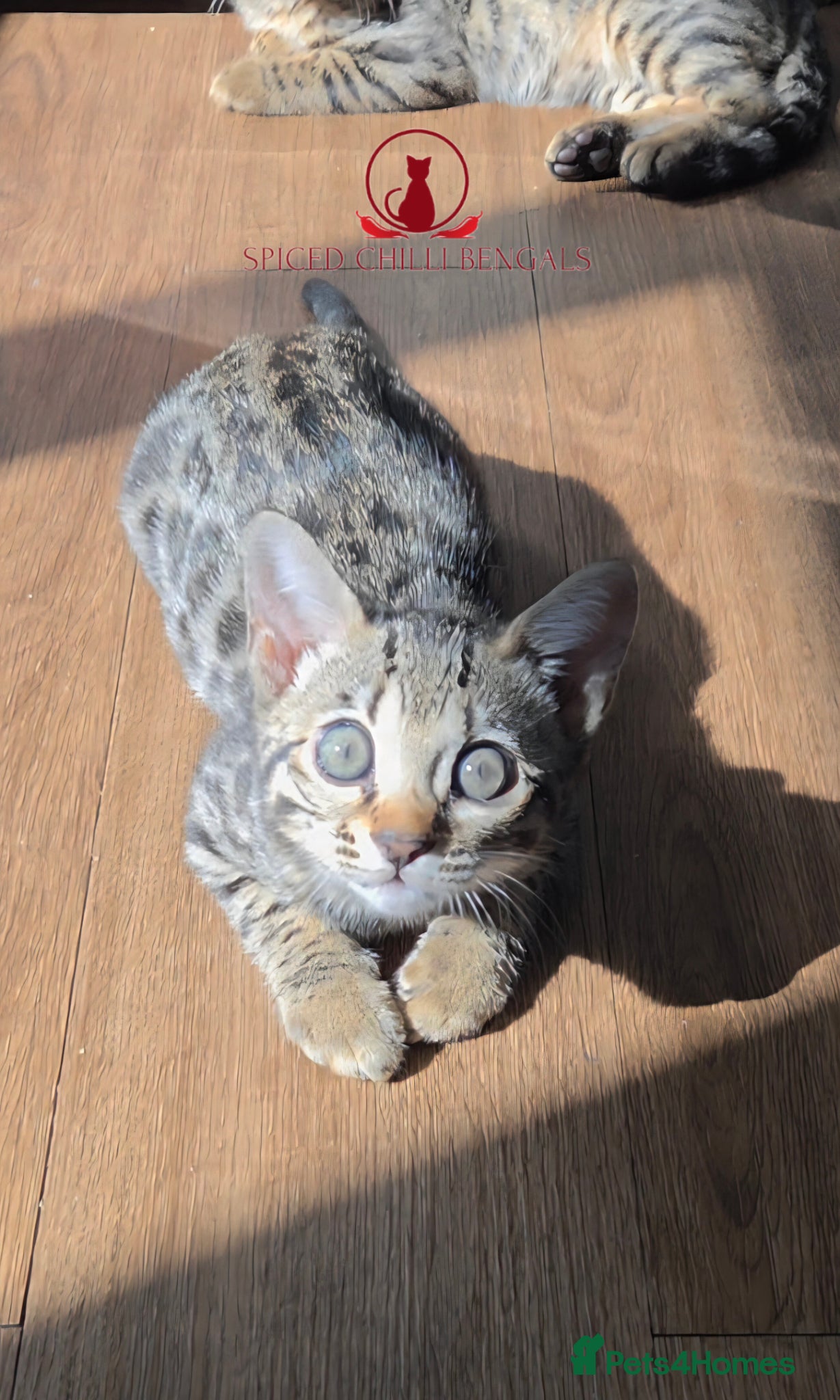 Bengal cats ✨️ READY IN 2 WEEKS! CHAMPION TICA BENGAL KITTENS - Advert 1