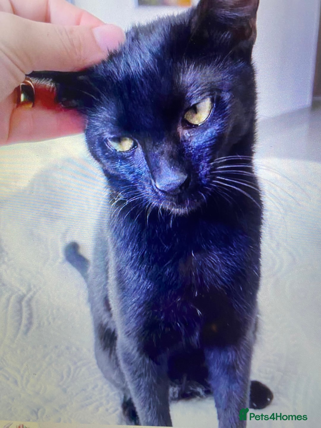 Mixed Breed cats for adoption: ALLEYGIRL -AFFECTIONATE KITTEN READY FOR SOME FUN  - Advert 7