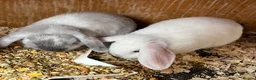 Mini Lion Lop rabbits for sale: Late summer babies  - Advert 15