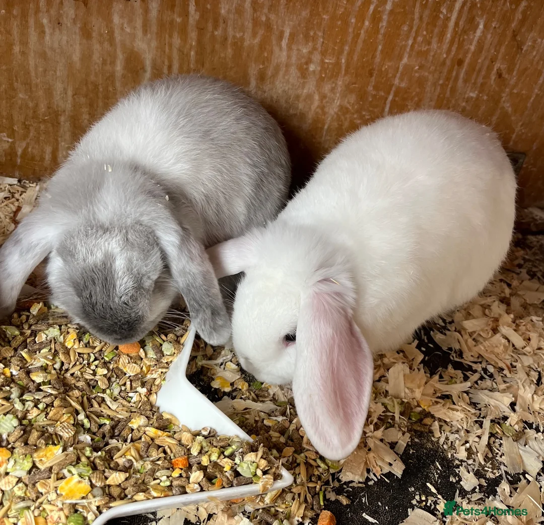 Mini Lion Lop rabbits for sale: Late summer babies  - Advert 15