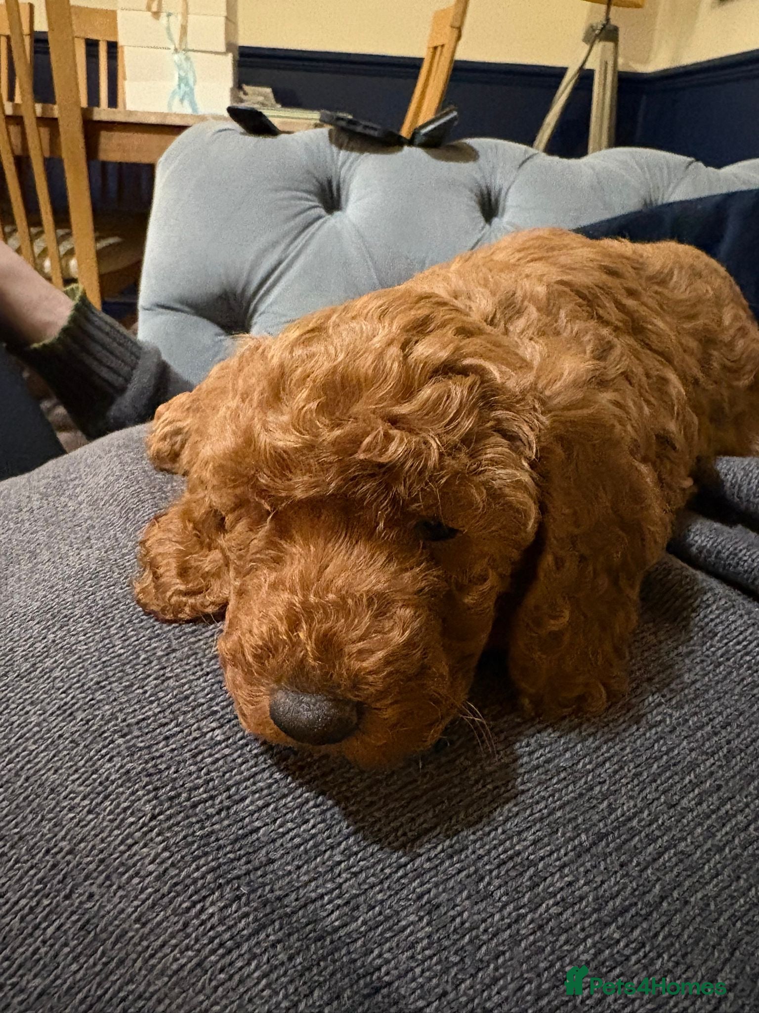 Cockapoo dogs Red F2b Cockerpoo  - Advert 7