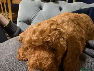 Cockapoo dogs Red F2b Cockerpoo - Advert 7