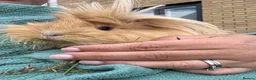 Guinea Pig rodents for sale: Two bonded guinea pigs - Advert 4