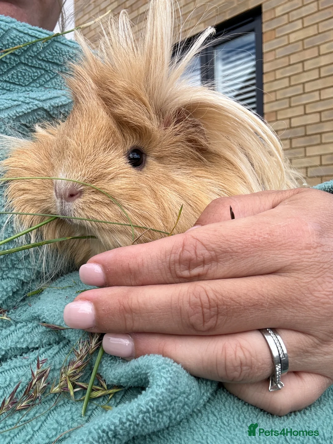 Guinea Pig rodents for sale: Two bonded guinea pigs - Advert 4