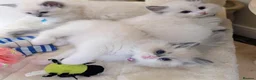 Ragdoll cats for sale: 🏆Tica Registered kittens from EU champion lines🏅 - Advert 22
