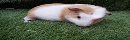 Guinea Pig rodents for sale: Abyssinian boys and pet boys  - Advert 6