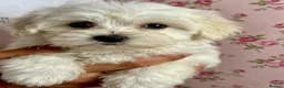 Maltipoo dogs for sale: STUNNING MALTIPOO GIRLS READY TO LEAVE NOW!  - Advert 4
