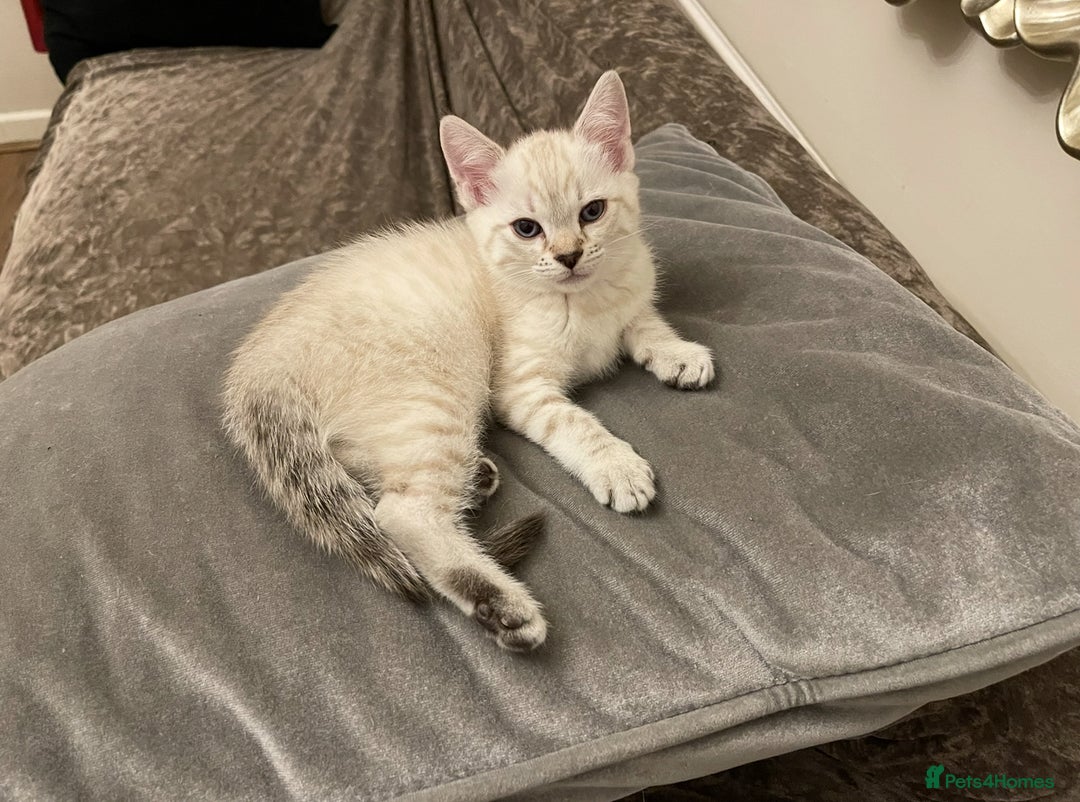 Bengal cats for sale: Pure bred Snow Bengal / Snow Leopard kittens - Image 5