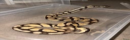 Python Snake reptiles for sale: BP mix - Advert 7