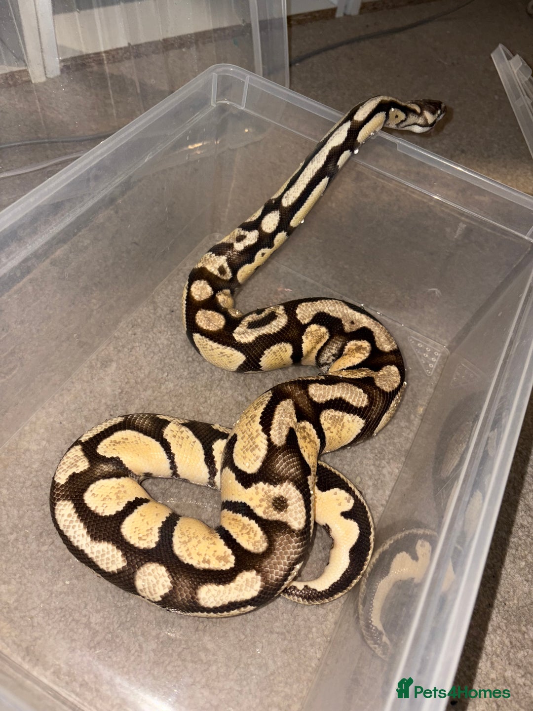 Python Snake reptiles for sale: BP mix - Advert 7