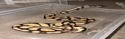 Python Snake reptiles for sale: BP mix - Advert 6