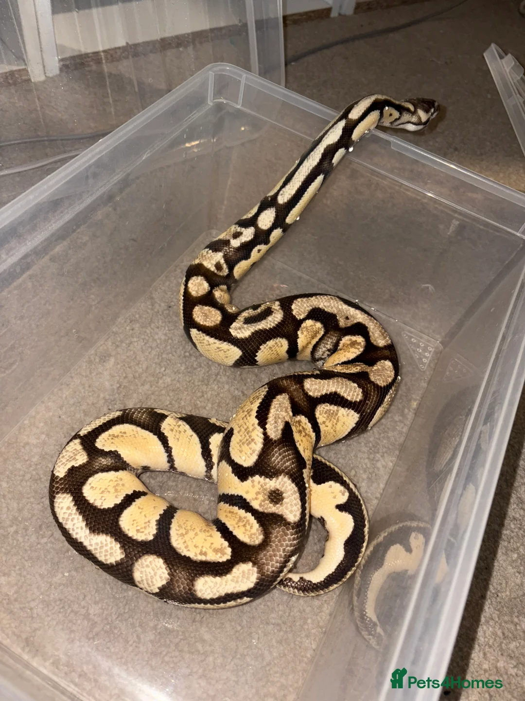Python Snake reptiles for sale: BP mix - Advert 6