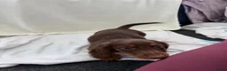 Miniature Dachshund dogs for sale: Miniature dachshund puppies in Largs - Advert 6