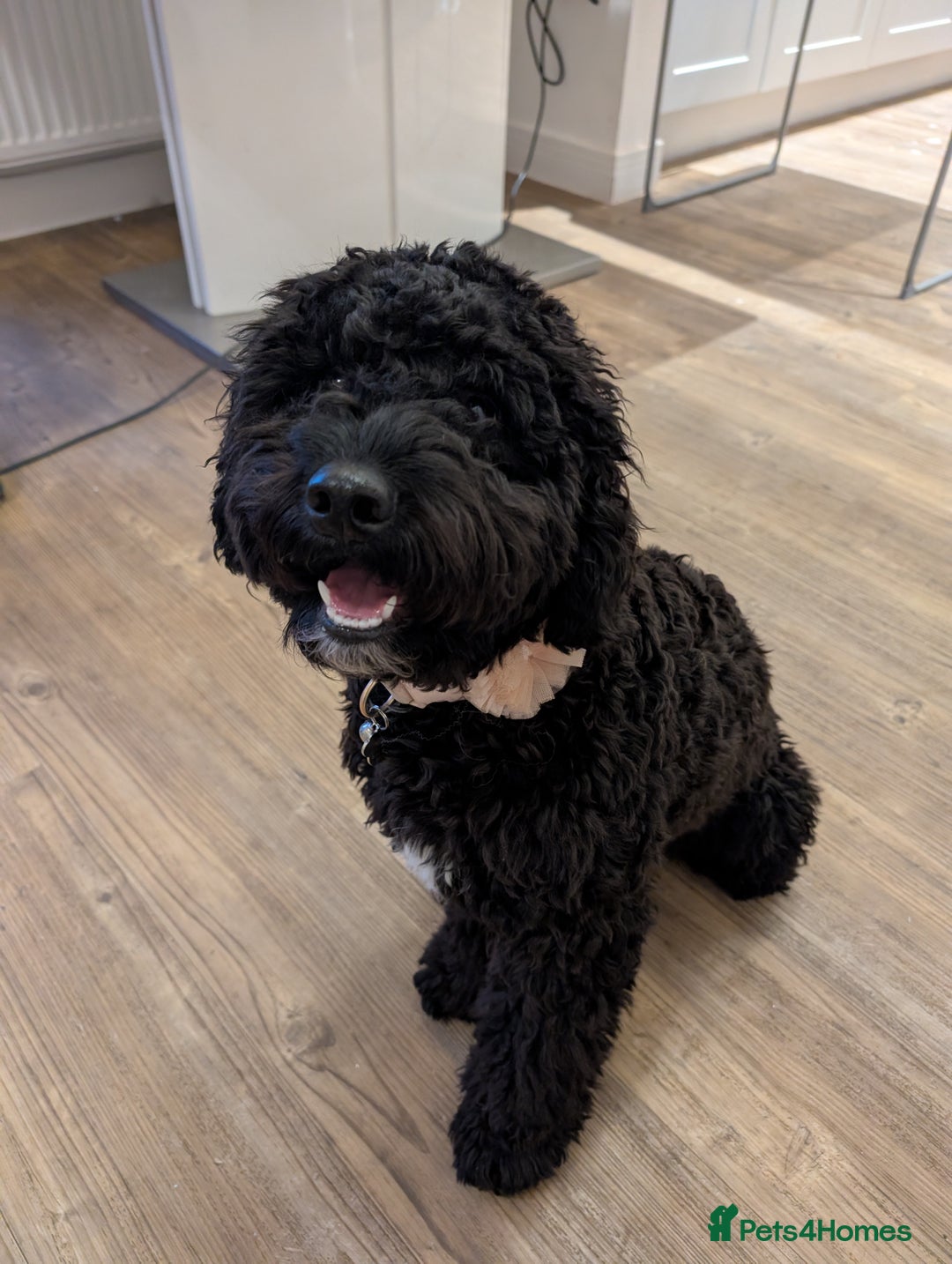 Mixed Breed dogs for sale: Female Lakipoo needs new home of her own - Image 7