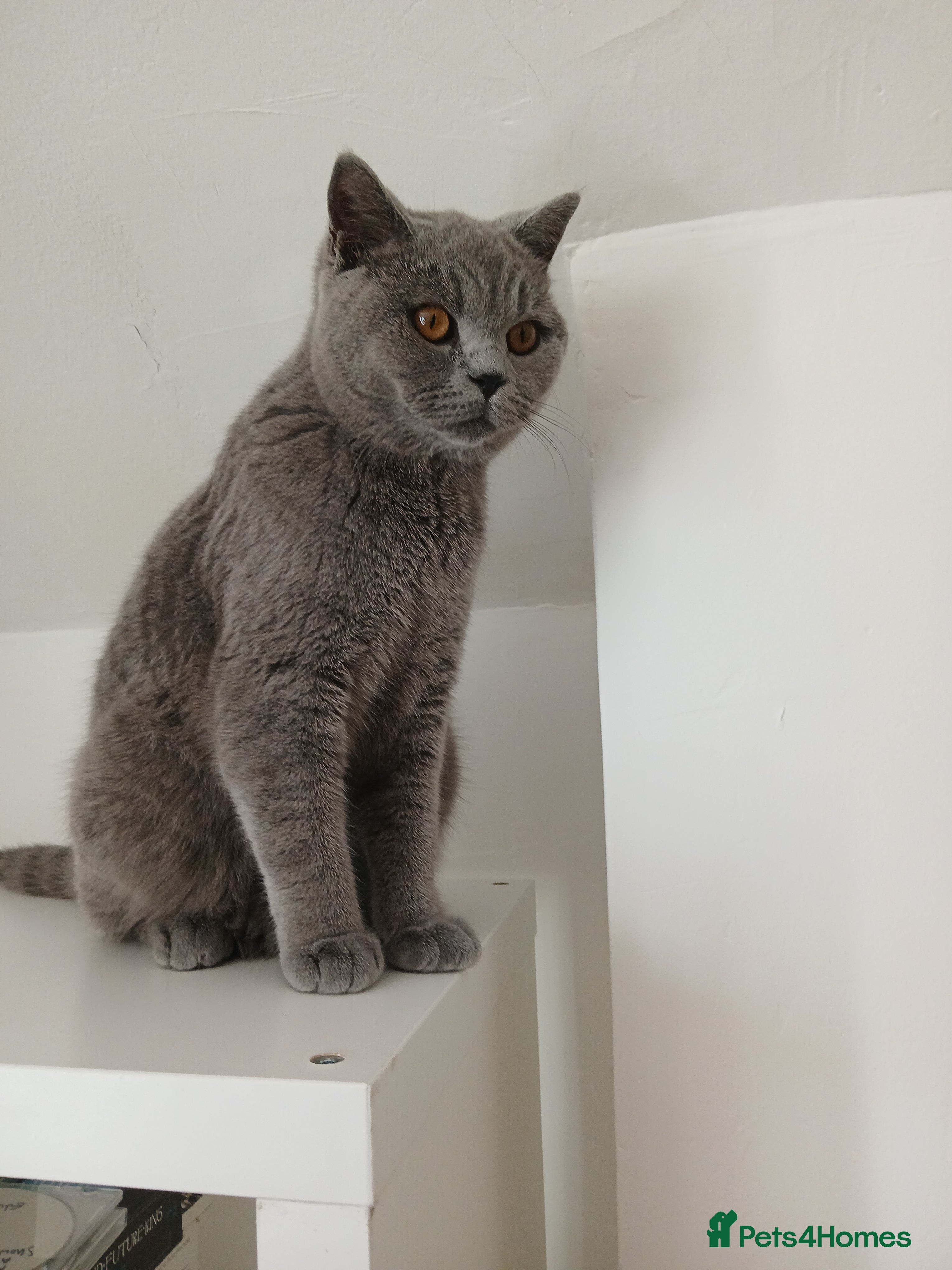 British Shorthair cats STUNNING BLUE BHS YOUNG FEMALE CAT - Advert 4