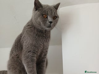 British Shorthair cats STUNNING BLUE BHS YOUNG FEMALE CAT - Advert 13