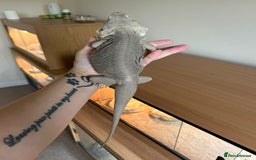 Bearded Dragon reptiles for sale: Bearded dragon  - Image 4