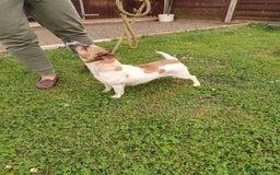 Jack Russell dogs for sale: Loving Jack Bitch needing a new home.  - Image 2