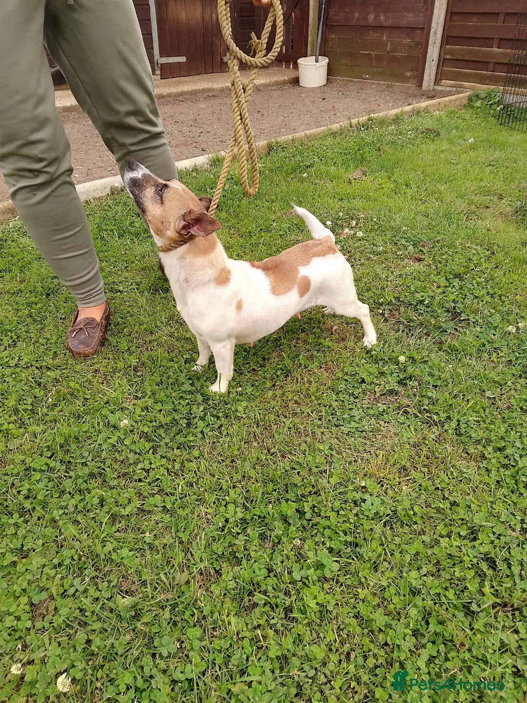 Jack Russell dogs for sale: Loving Jack Bitch needing a new home.  - Image 2
