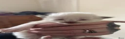 Ragdoll cats for sale: Beautiful seal point ragdolls - Advert 2