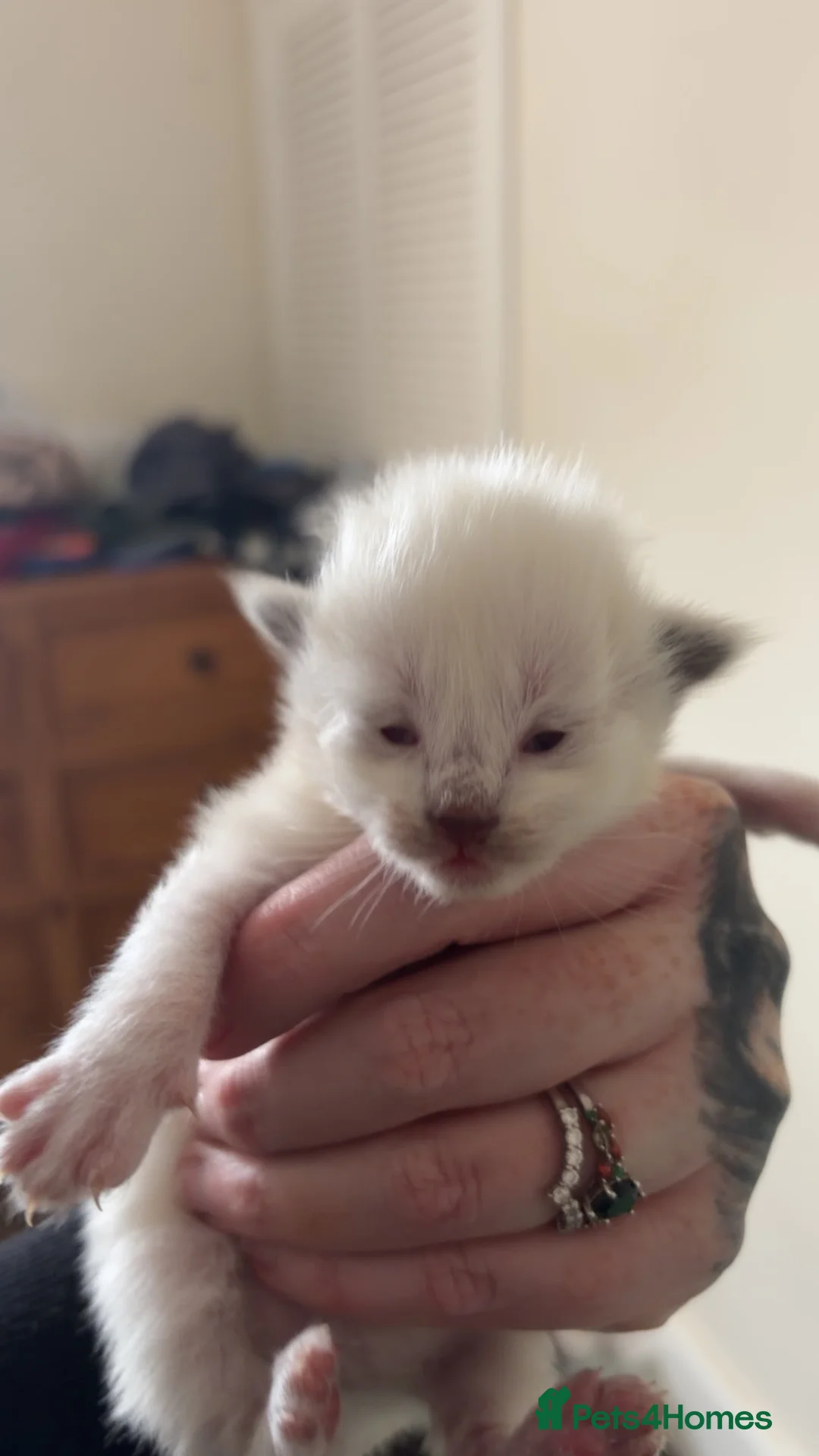 Ragdoll cats for sale: Beautiful seal point ragdolls - Advert 2