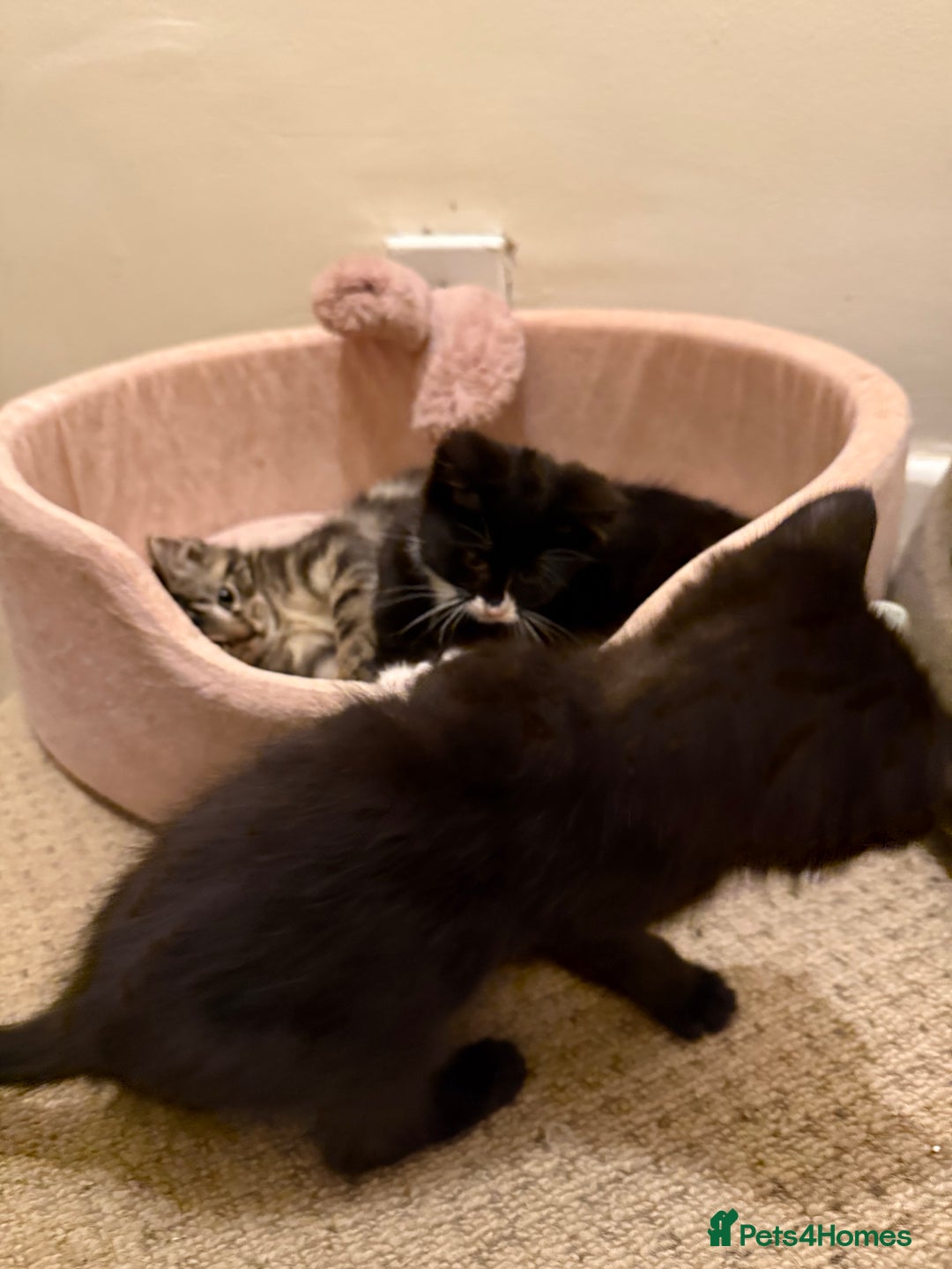 Mixed Breed cats for sale: 10-Week-Old Playful Kittens Seeking Loving Homes - Advert 27