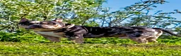 American Bully dogs for stud: Working stud in London - Advert 2