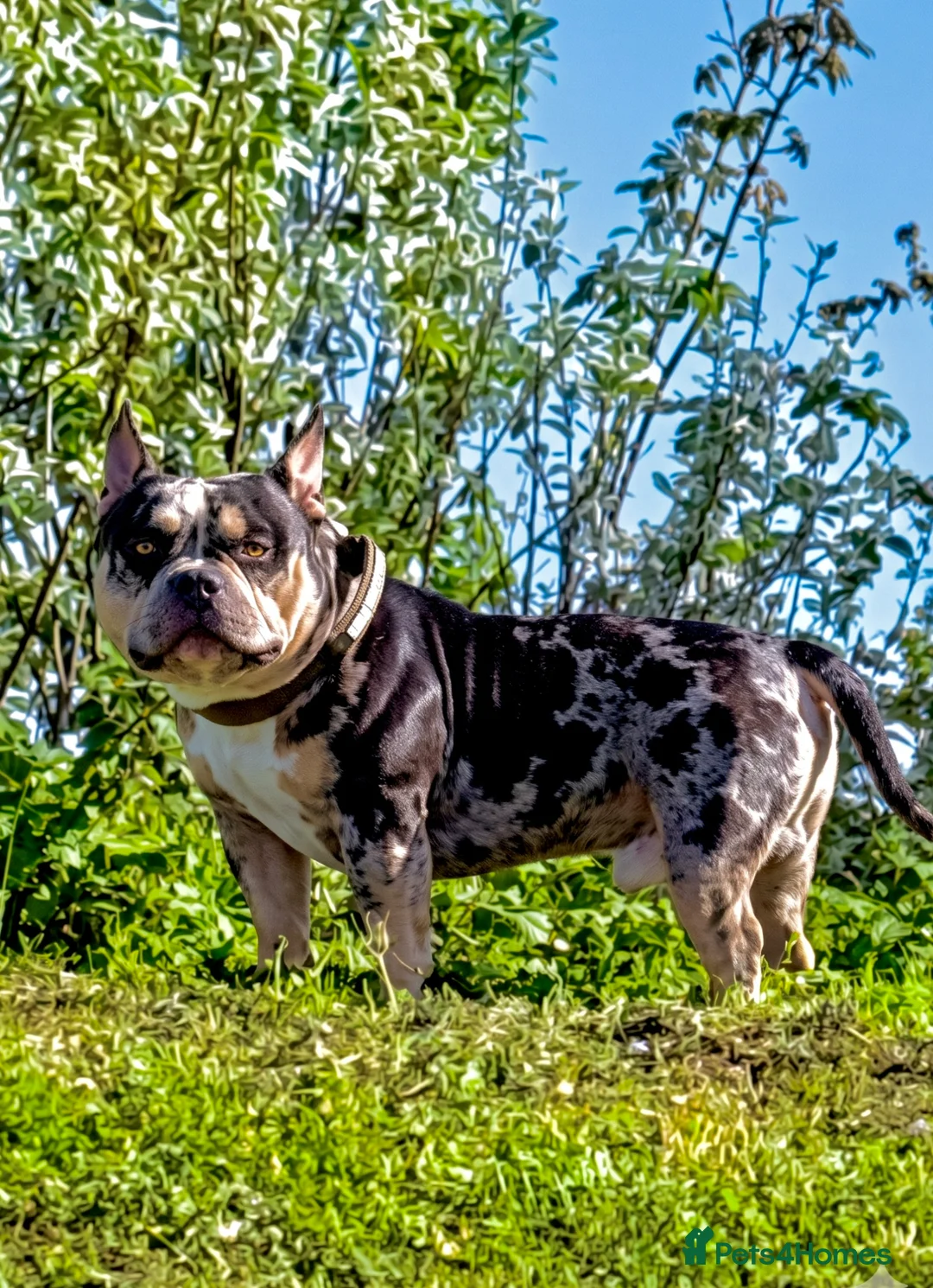 American Bully dogs for stud: Working stud in London - Advert 2
