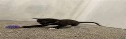 Sphynx cats for sale: LAST FEMALE fluffy half Sphynx kitten - Ready Now  - Advert 15