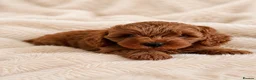 Cavapoo dogs for sale: PREMIUM TEDDY TOY CAVAPOOS READY FOR FOREVER HOMES - Advert 7