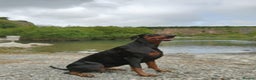 Dobermann dogs for sale: Dobermann puppies - Advert 16