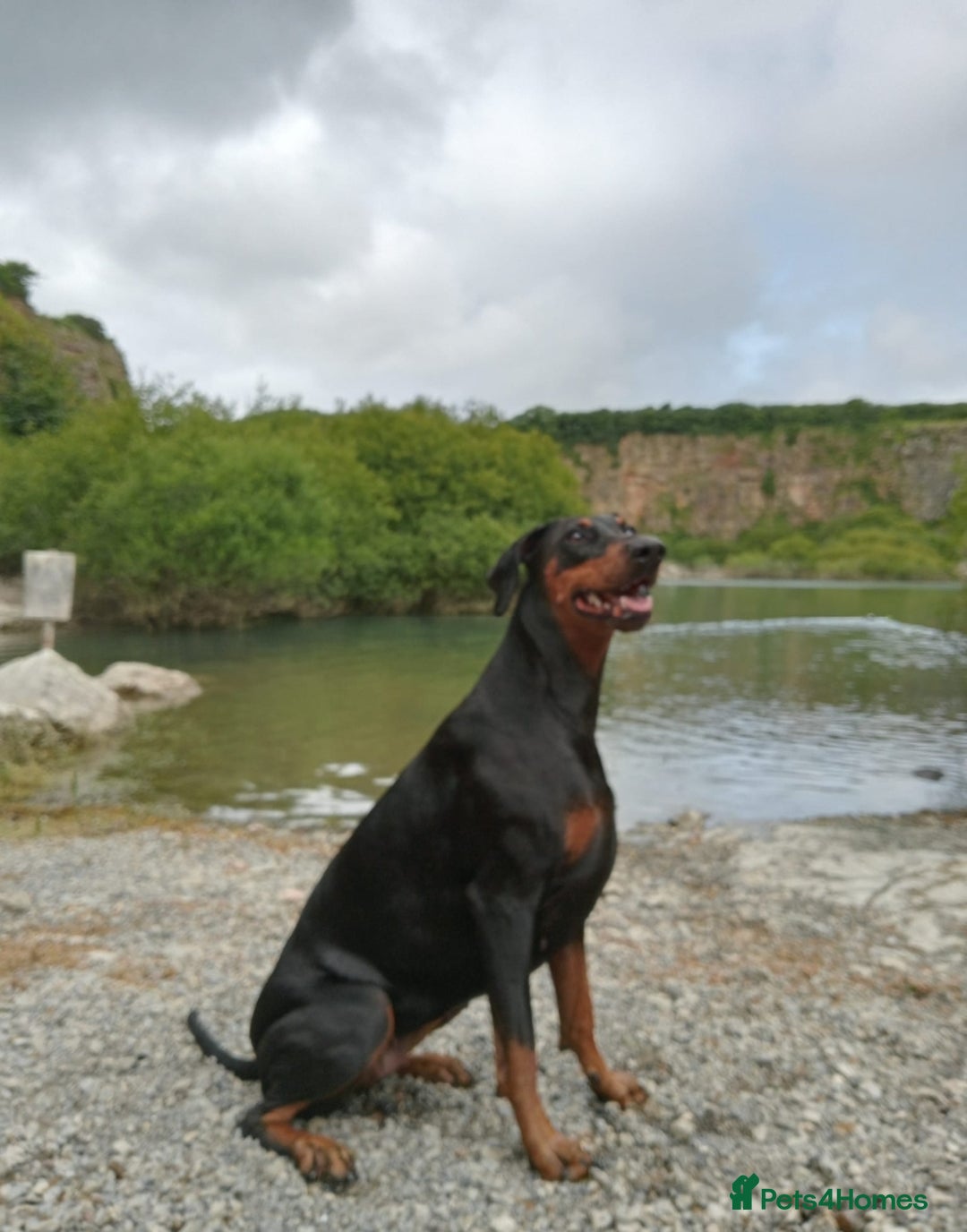 Dobermann dogs for sale: Dobermann puppies - Image 32