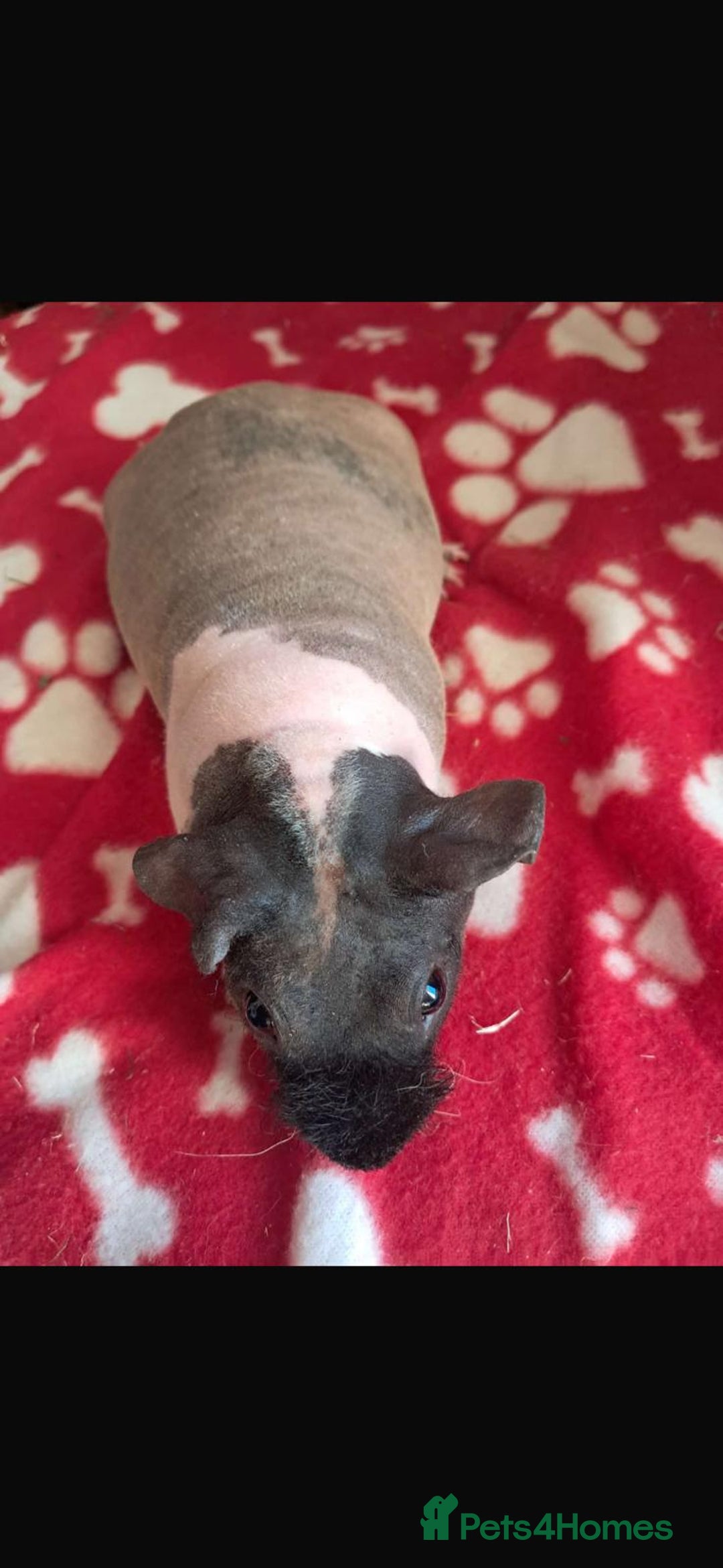 Guinea Pig rodents for sale: BEAUTIFUL SELECTION OF SKINNY PIG BOARS - Advert 5
