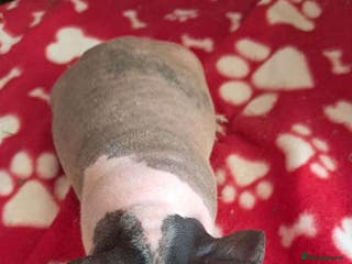 Guinea Pig rodents BEAUTIFUL SELECTION OF SKINNY PIG BOARS - Advert 16