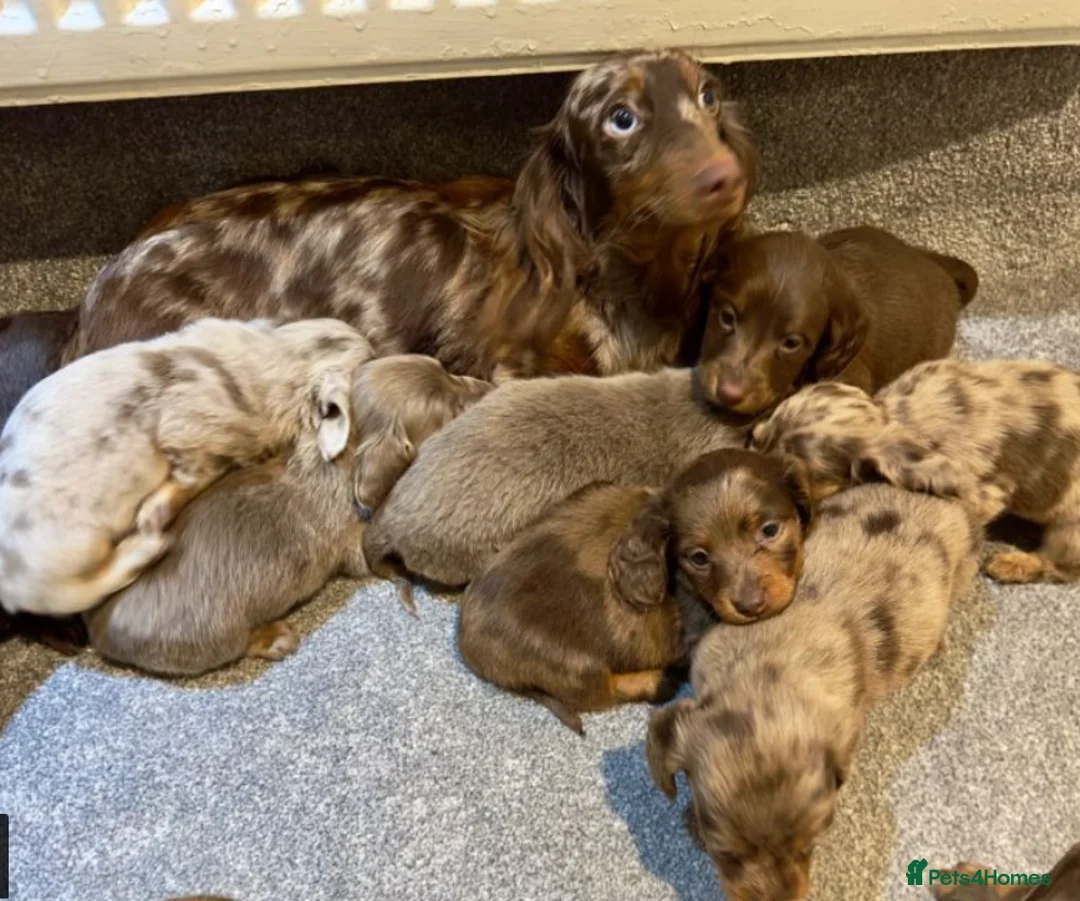 Miniature Dachshund dogs for sale: Long Haired Miniature Dachshund Puppies for Sale in Coventry - Advert 5