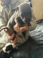 Staffordshire Bull Terrier dogs - Advert 6