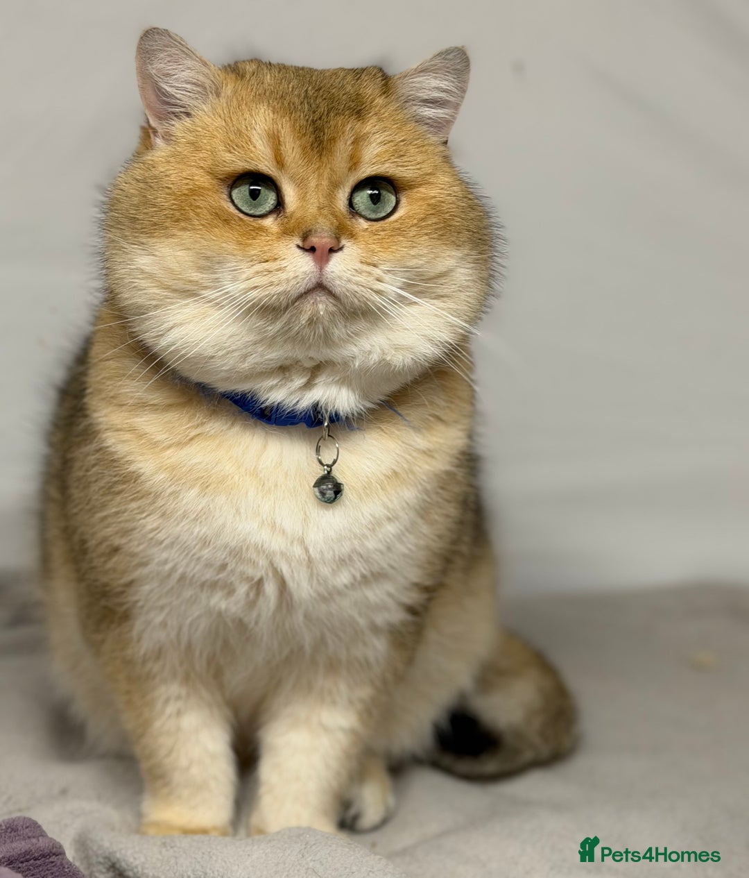 British Shorthair cats for sale: British Sh kittens golden GCCF registered  - Advert 13