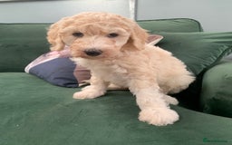 Sheepadoodle dogs for sale: Sheepadoodle Standard Size F1b READY NOW - Image 19